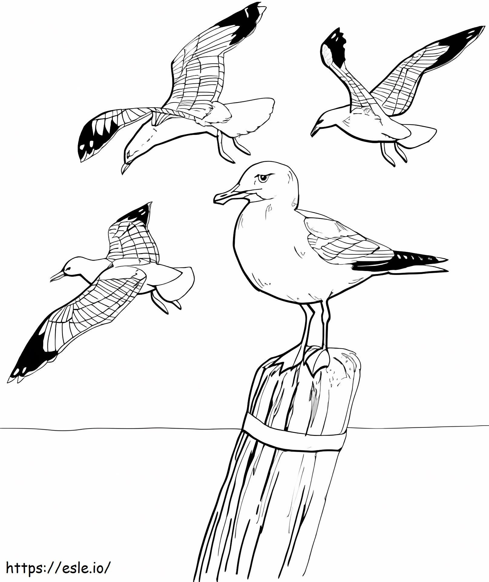 quatro gaivotas para colorir