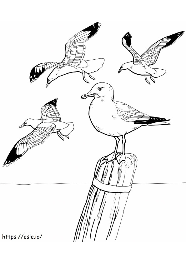 Empat Burung Camar Gambar Mewarnai