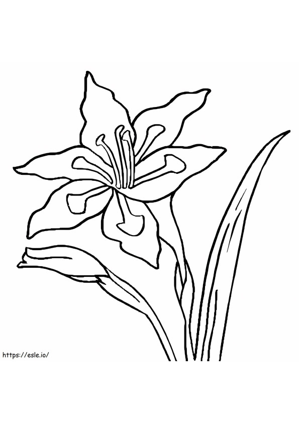 グラジオラスの花 1 ぬりえ - 塗り絵