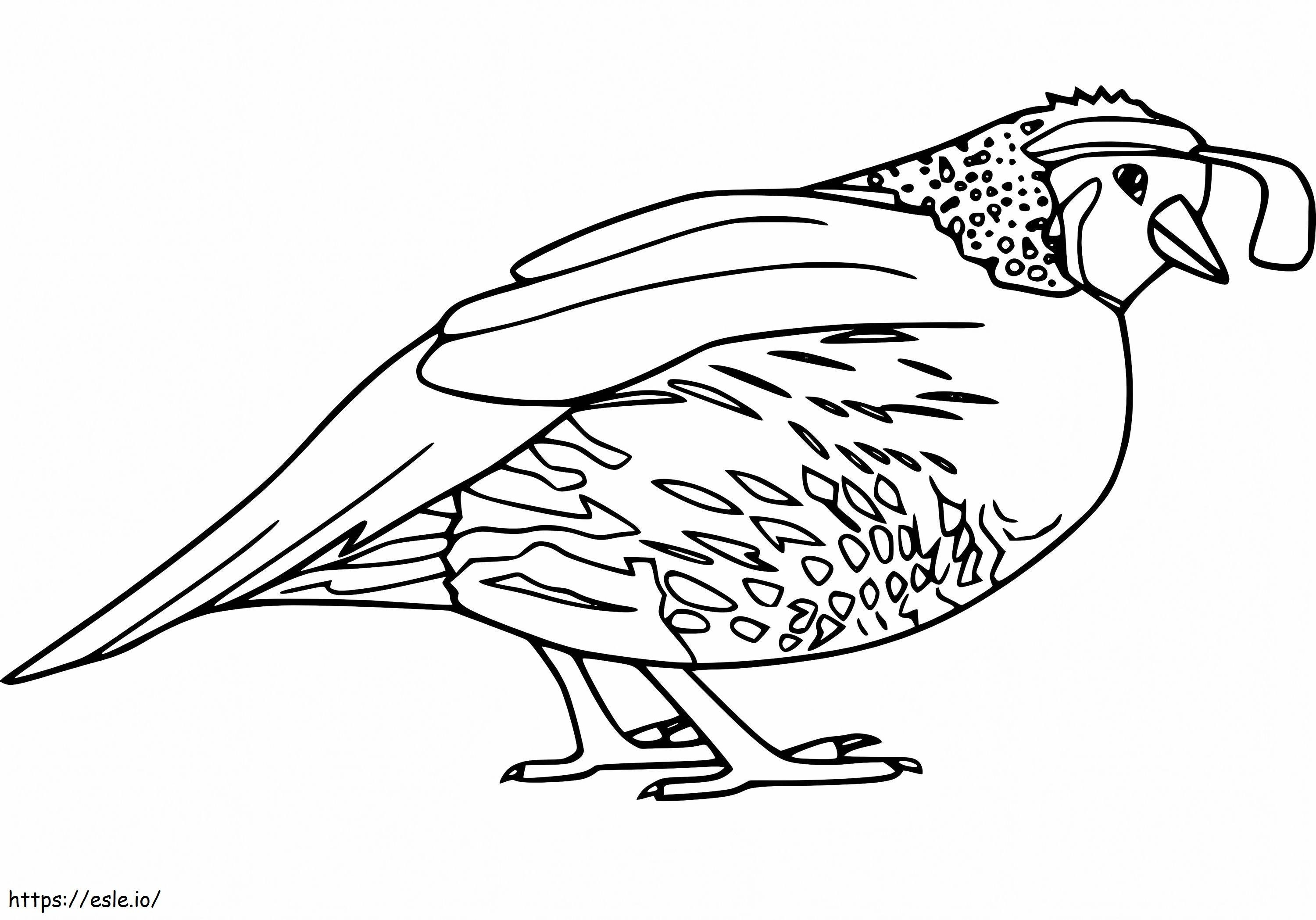 Quail 3 coloring page