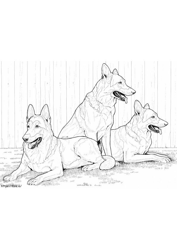 German Shepherd Dogs coloring page