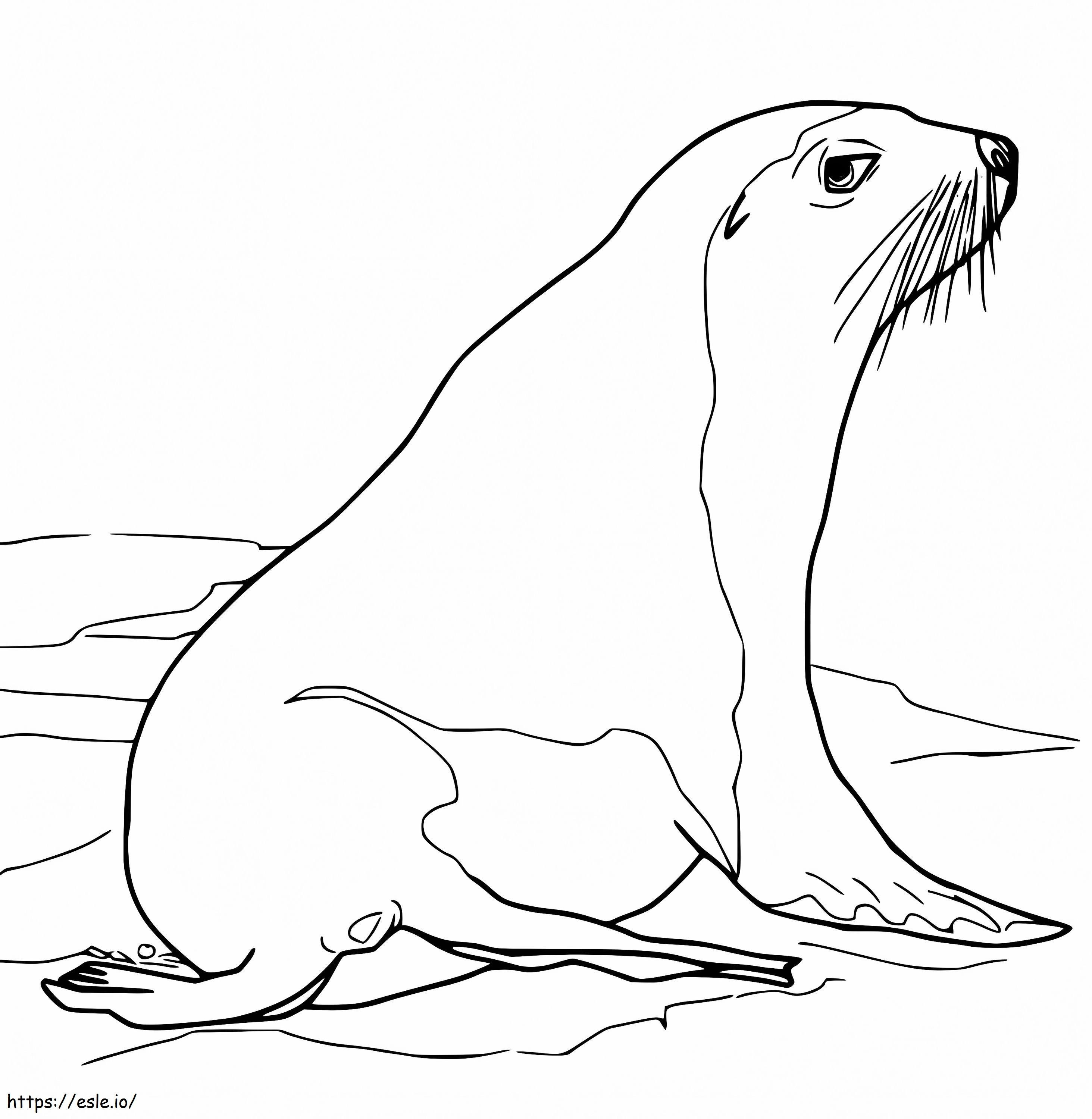 Sea Lion 4 coloring page