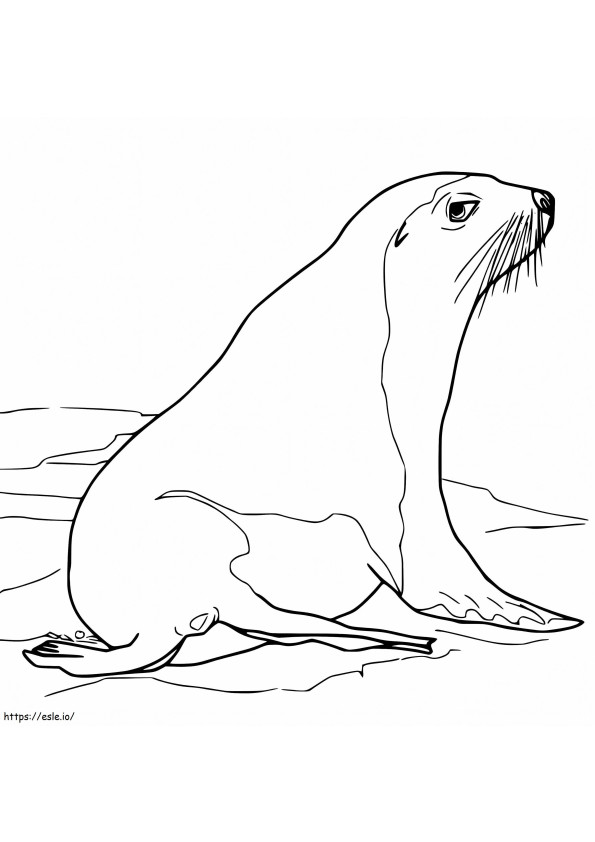 Sea Lion 4 coloring page
