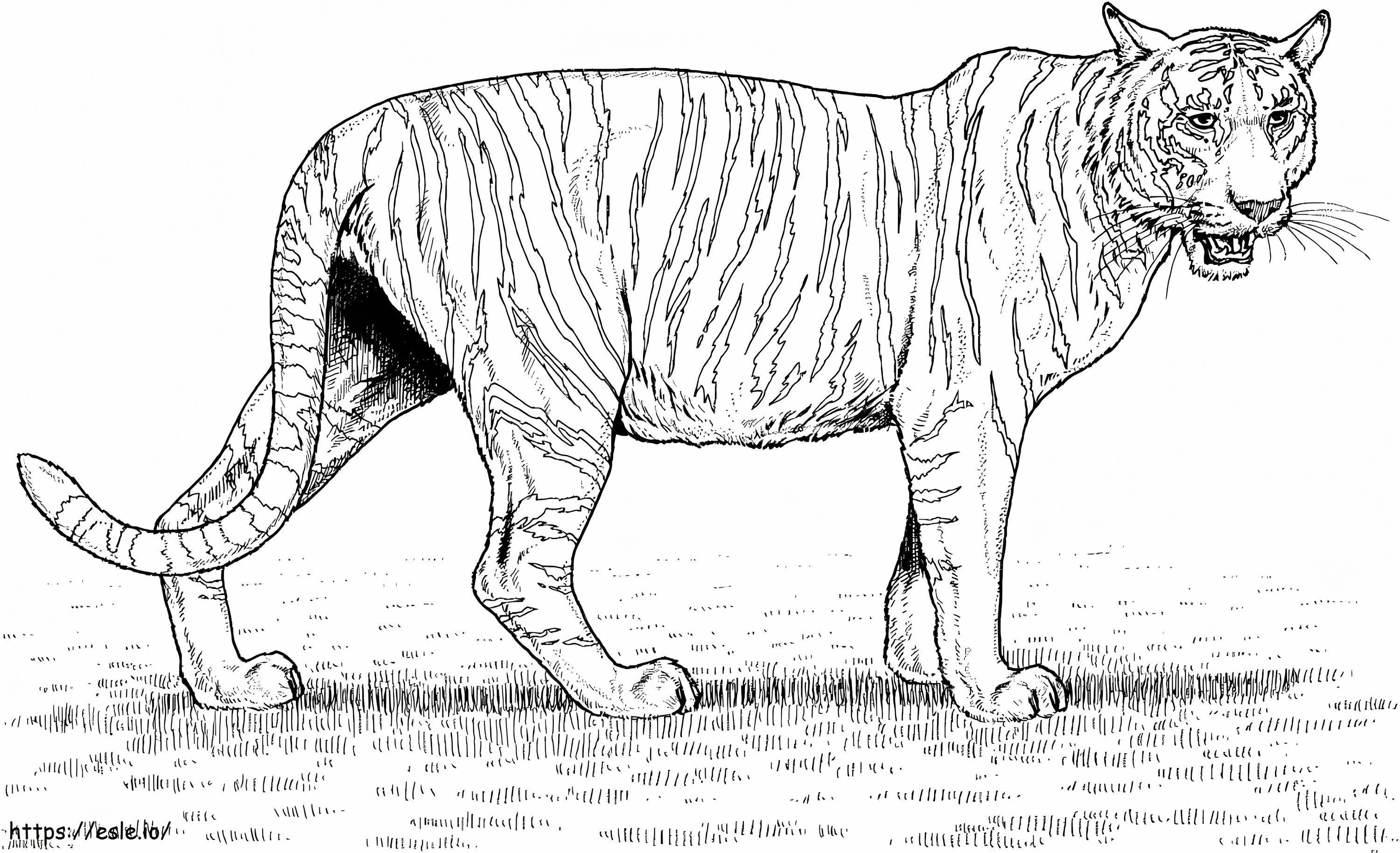 Coloriage Tigre normal à imprimer dessin