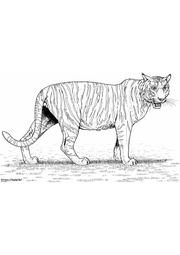 Tigru normal de colorat
