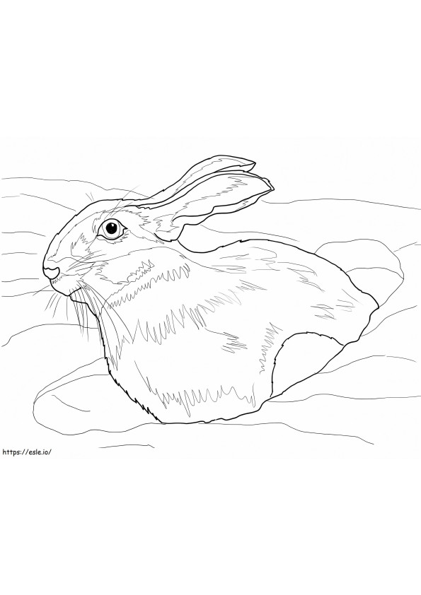 Snow Hares coloring page
