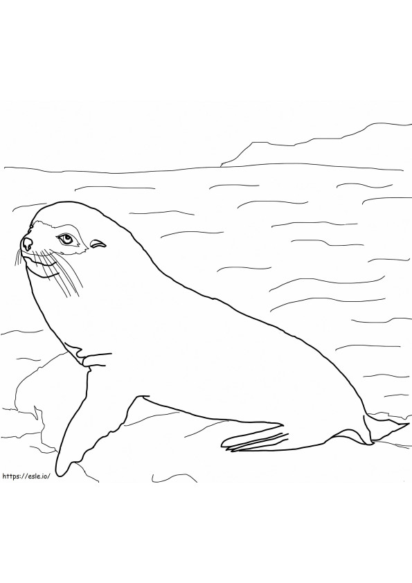 Galapagos Kürklü Fok boyama