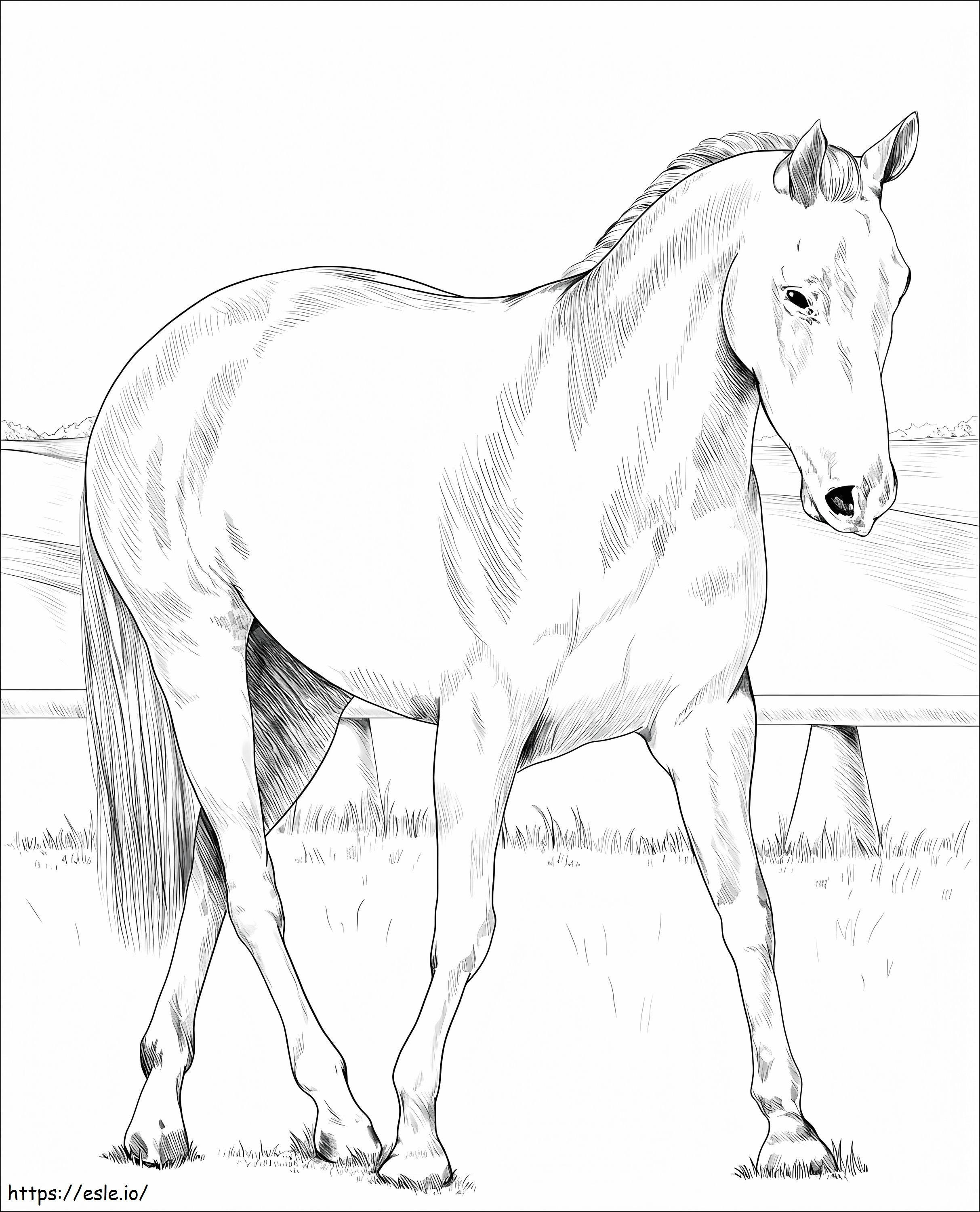 Stock Horse australiano da colorare