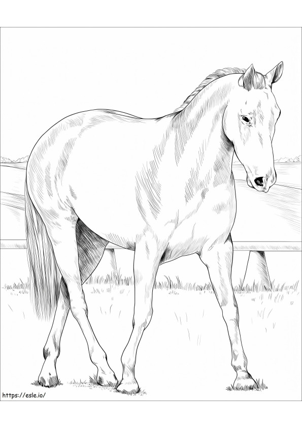 Stock Horse australiano da colorare