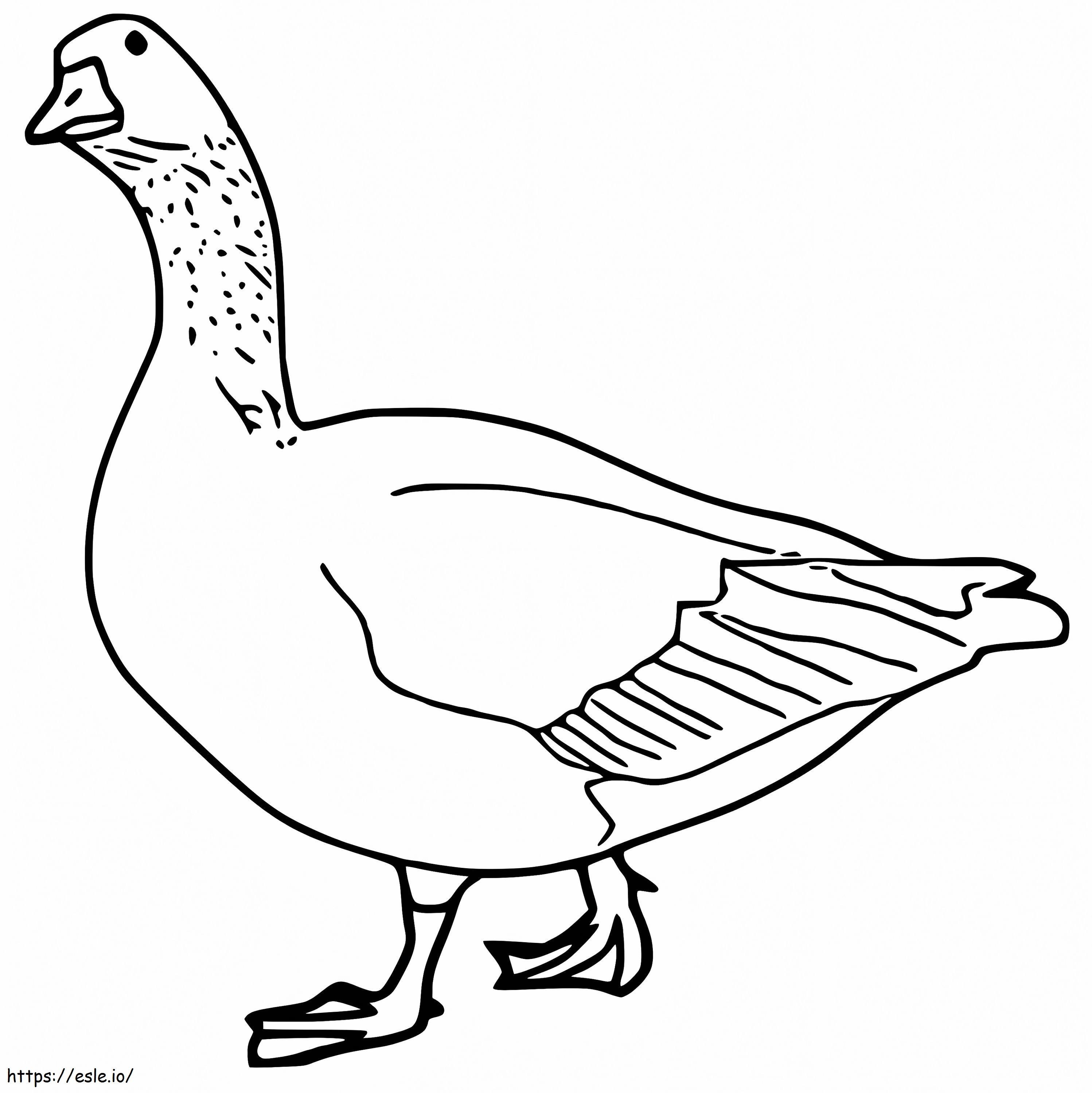 Common Goose coloring page