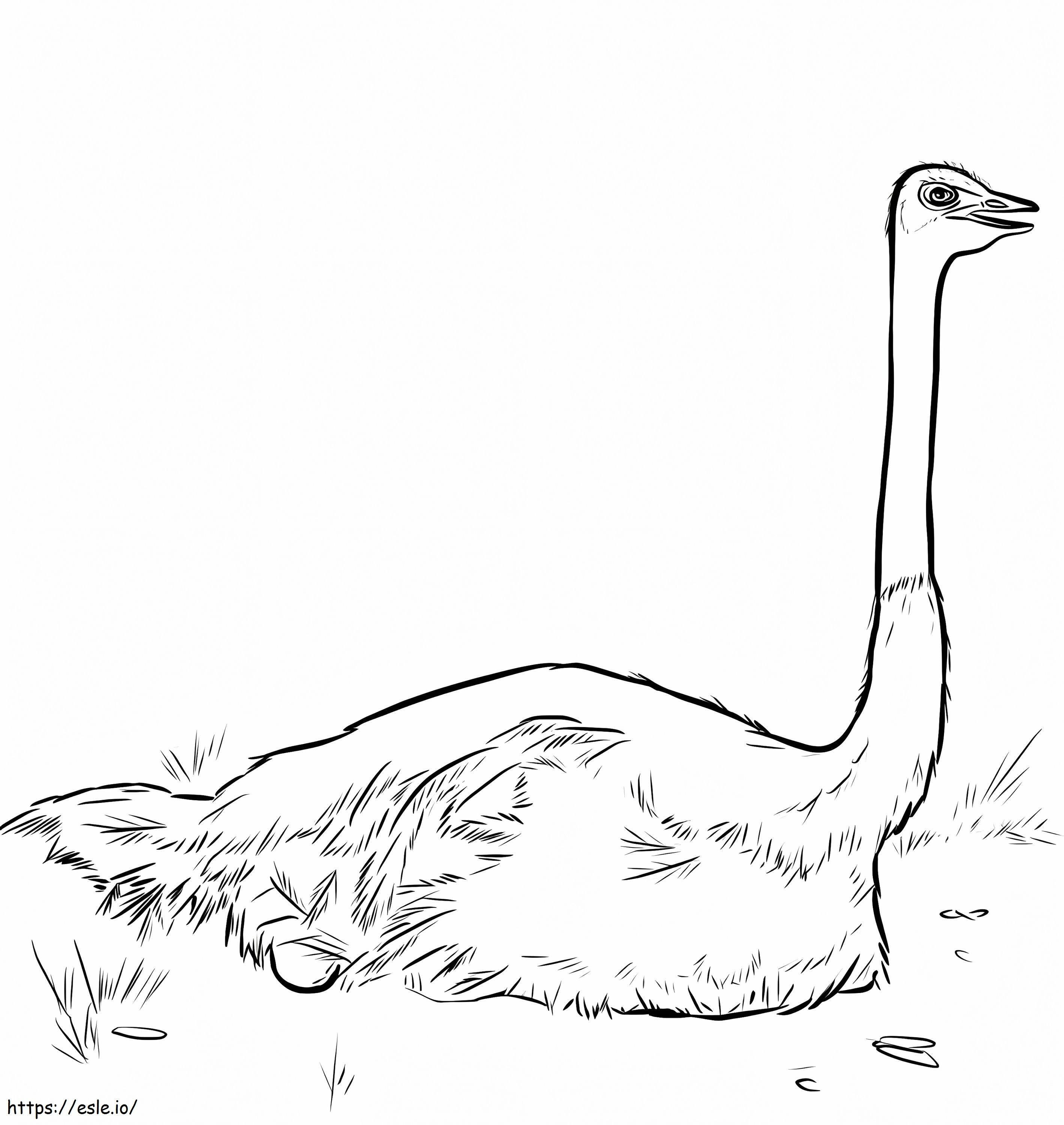 Ostrich Nesting coloring page