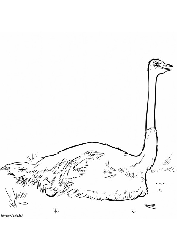 Ostrich Nesting coloring page