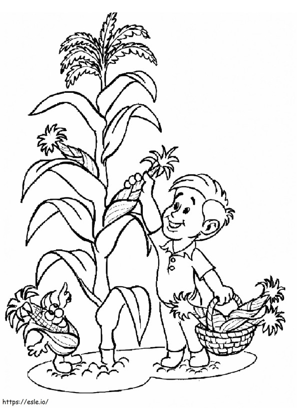 The Boy Is Picking Corn For Coloring coloring page