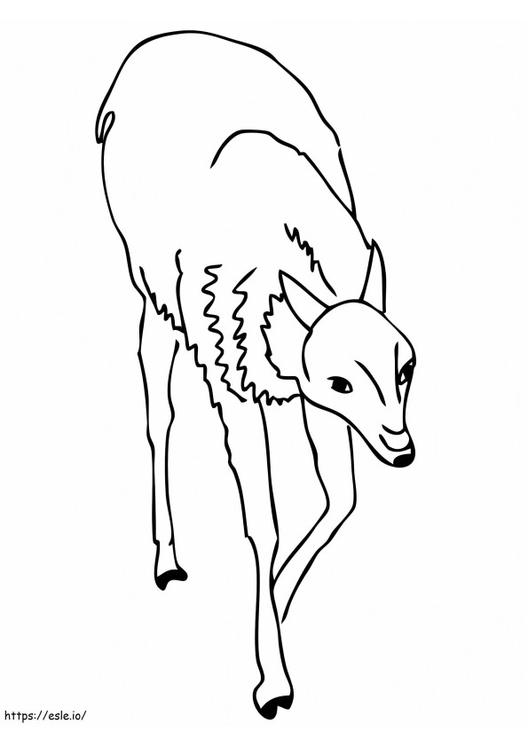 Guanaco de camelide andine