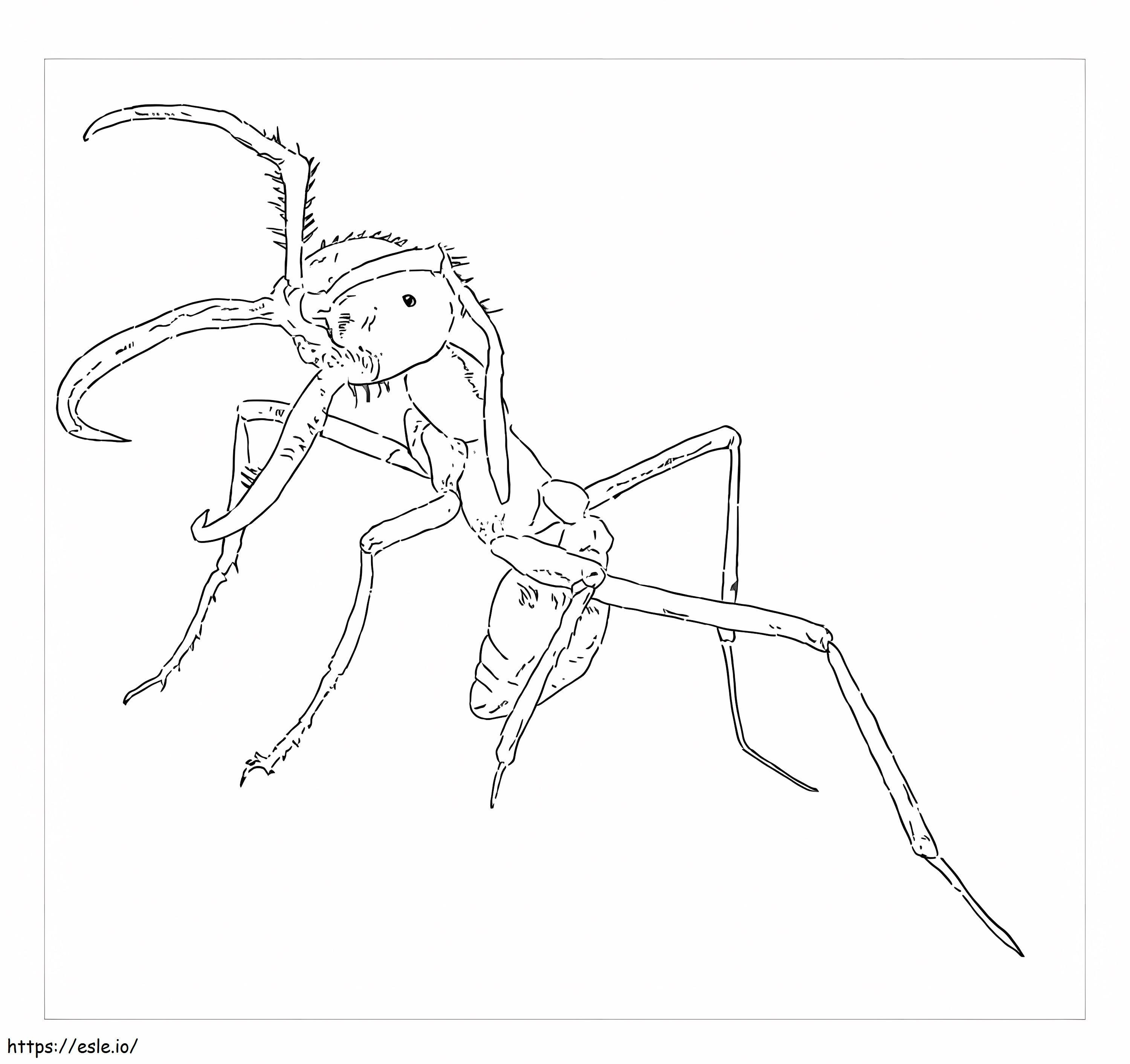 Idealna mrówka kolorowanka