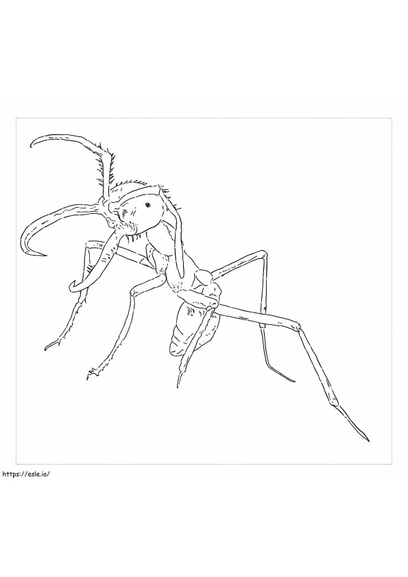 Idealna mrówka kolorowanka