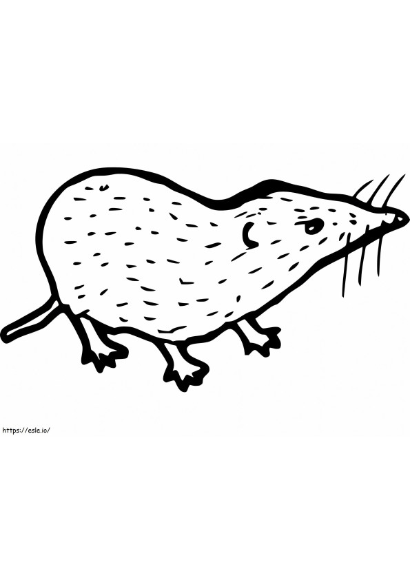 Free Shrew coloring page