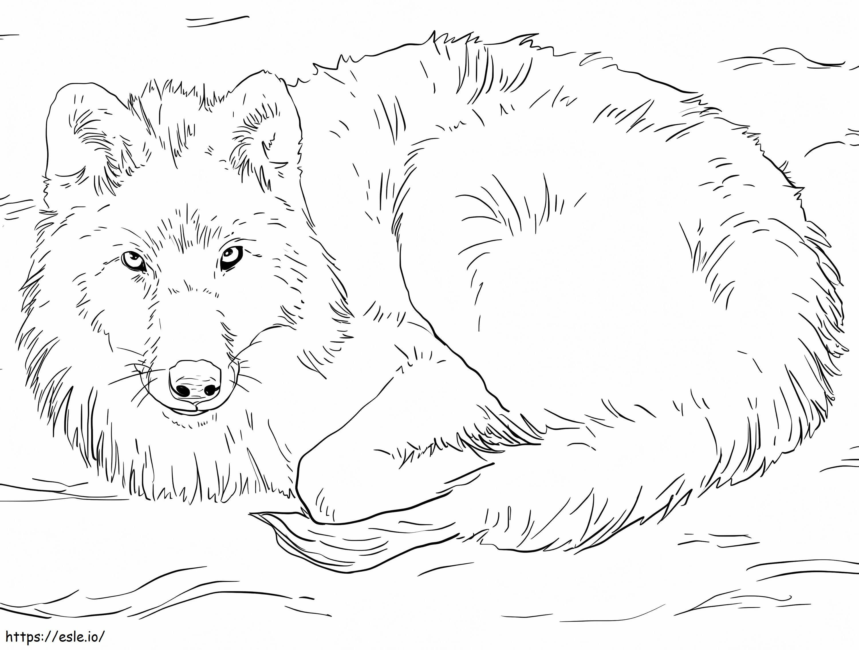 Lobo ártico tendido sobre la nieve para colorear