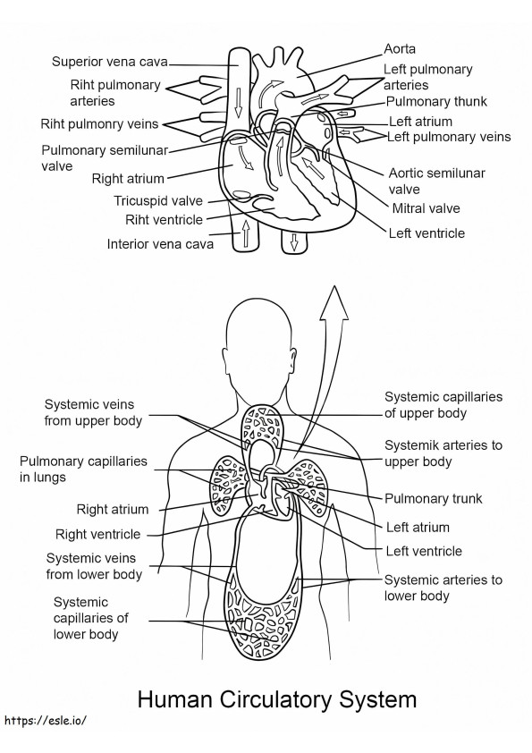 Human Circulatory System coloring page