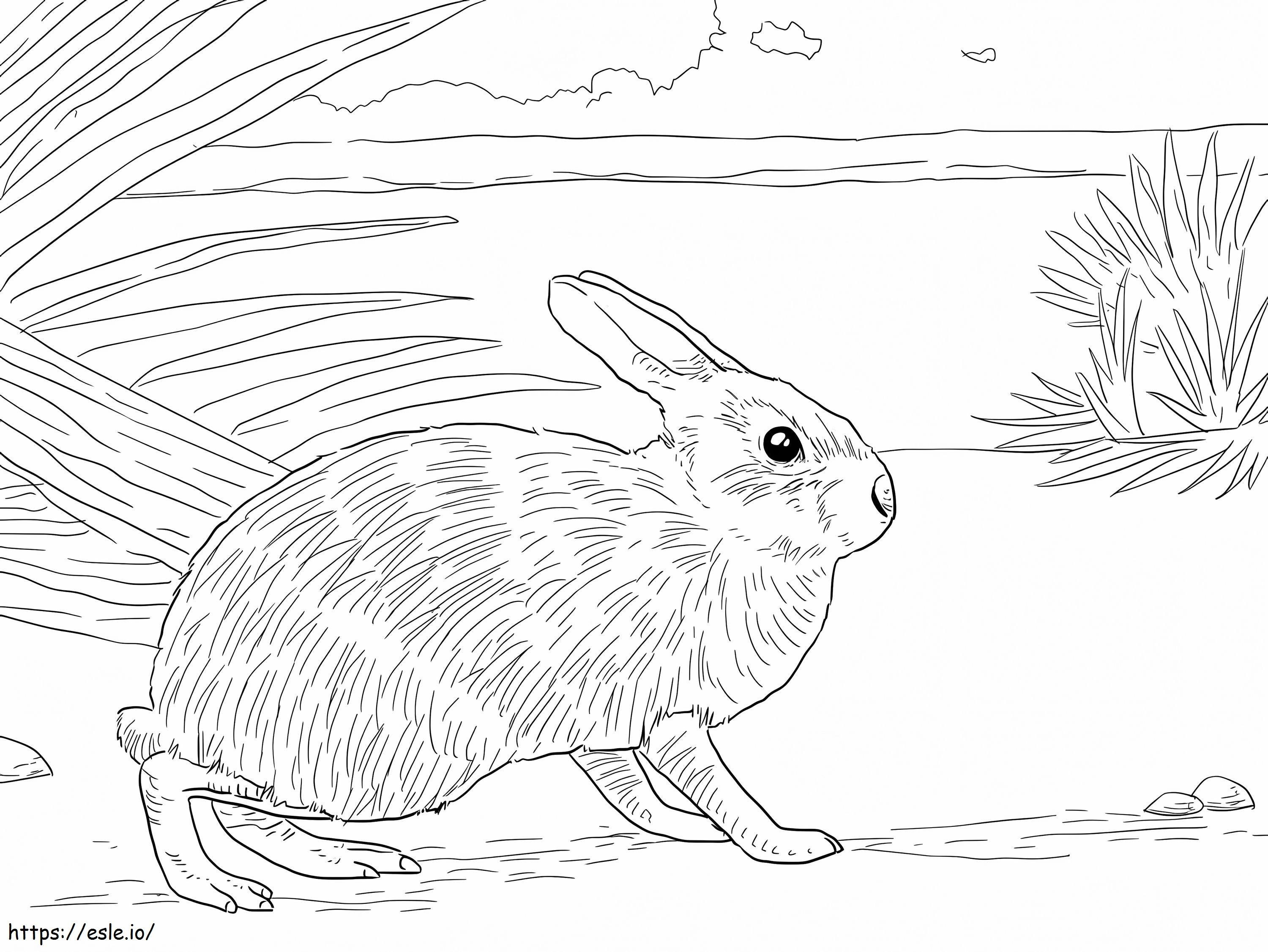 Bataklık Tavşanı boyama
