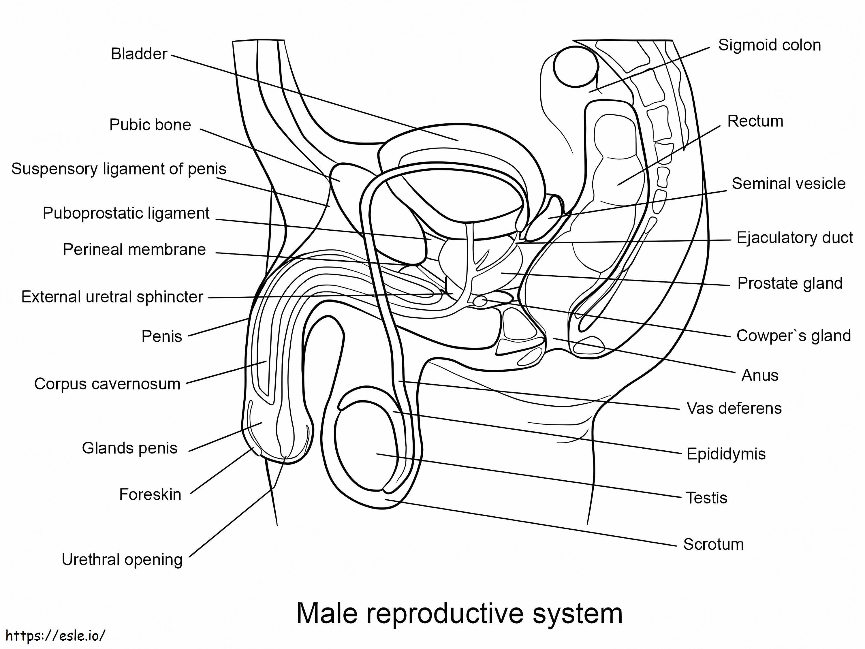 Sistema riproduttivo maschile da colorare