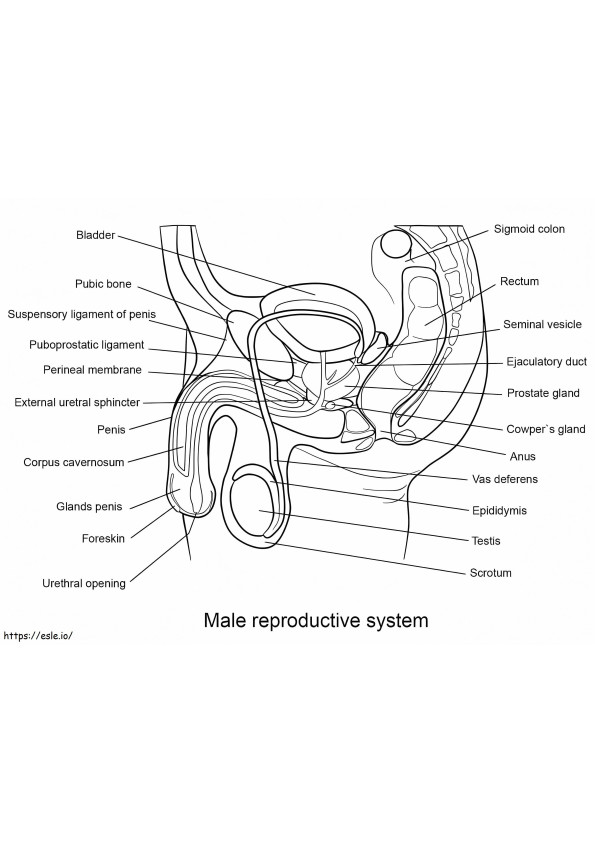 Férfi reproduktív rendszer kifestő