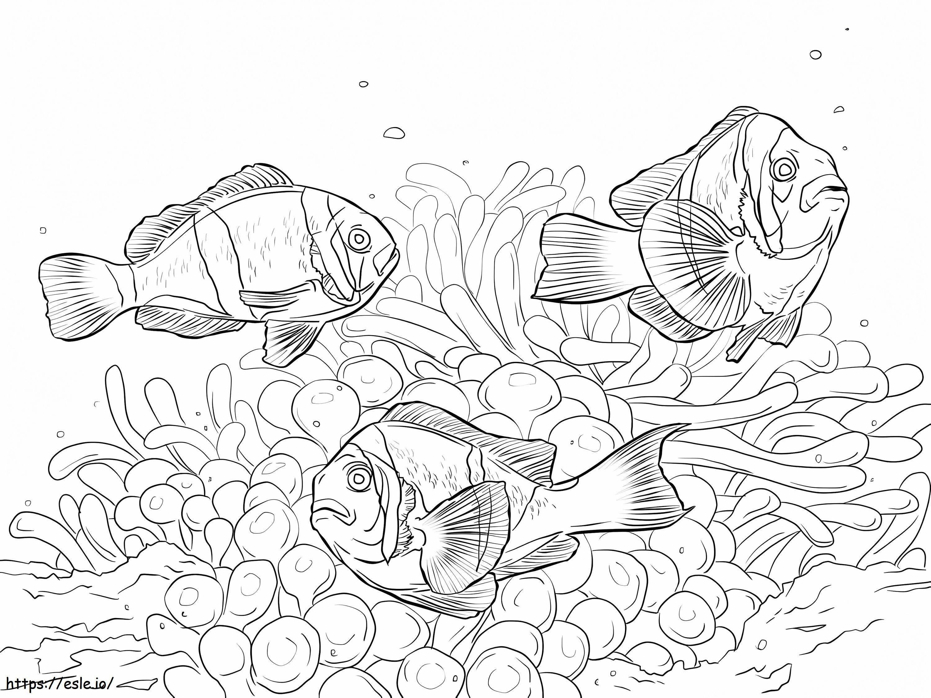 Allards Clownfishes 1 coloring page