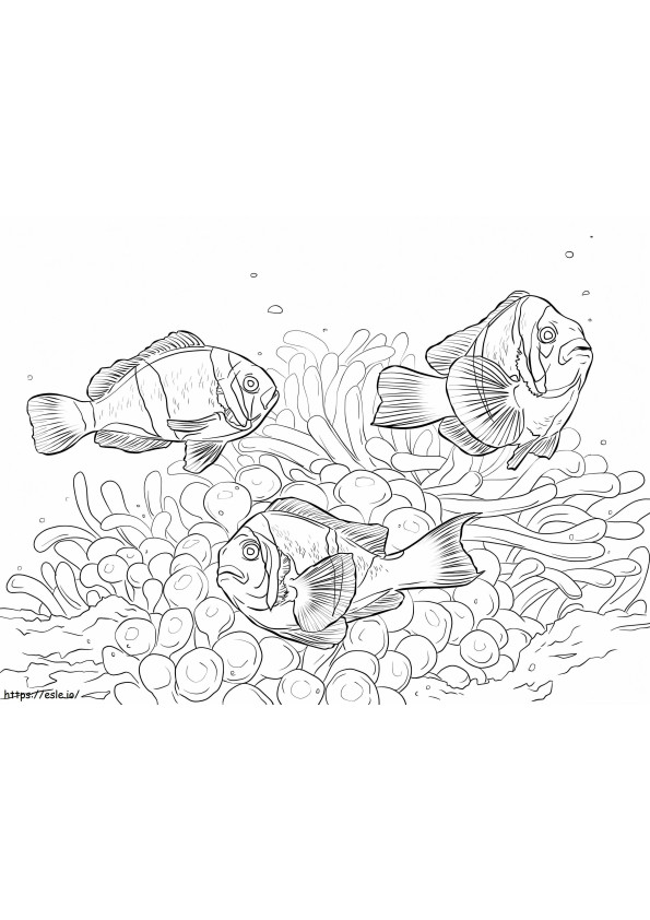 Allards Clownfishes 1 coloring page