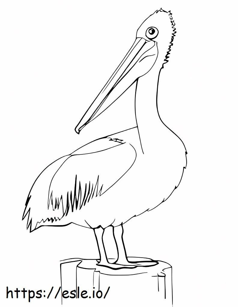 Grande Pelicano para colorir