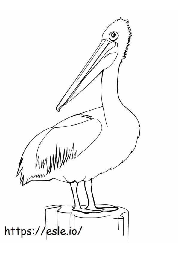 Grande Pelicano para colorir