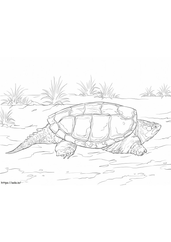 Zwart-witte schildpad kleurplaat