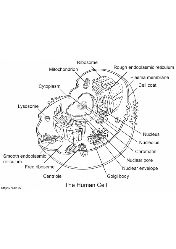 Célula Humana para colorir