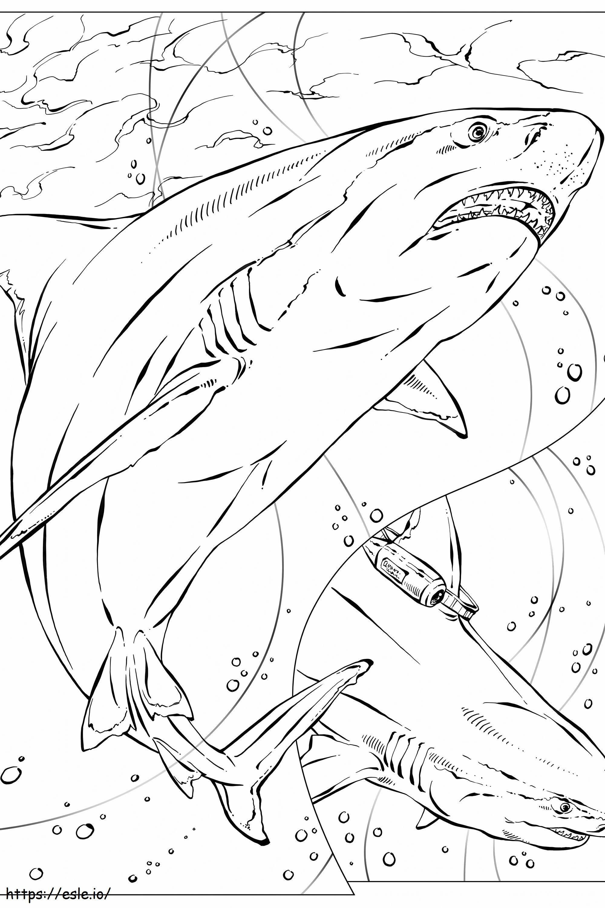 完璧なスケールのサメ ぬりえ - 塗り絵