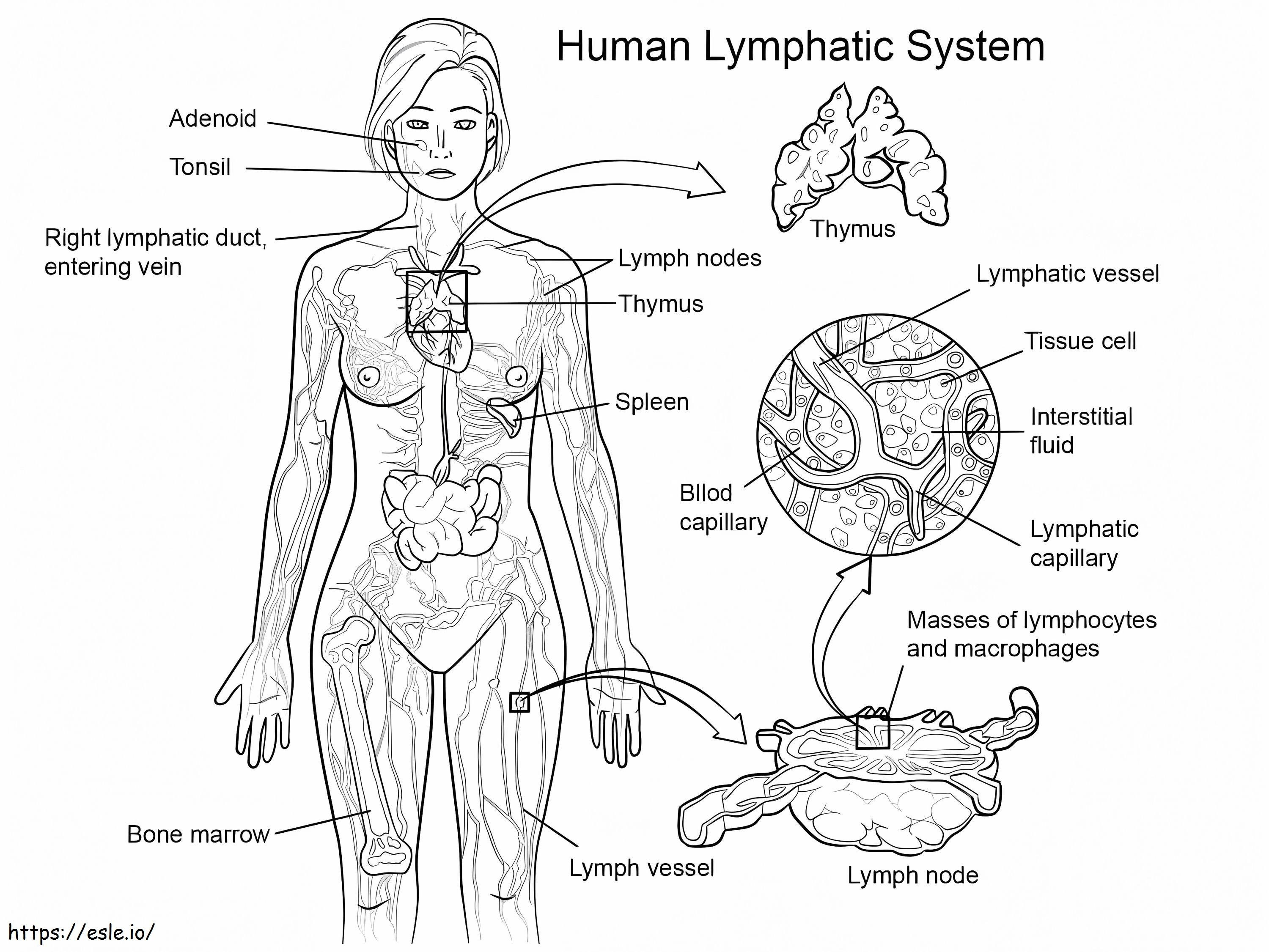 Coloriage Système lymphatique humain à imprimer dessin