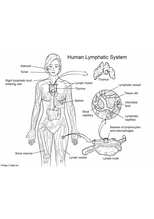 Sistemul limfatic uman de colorat