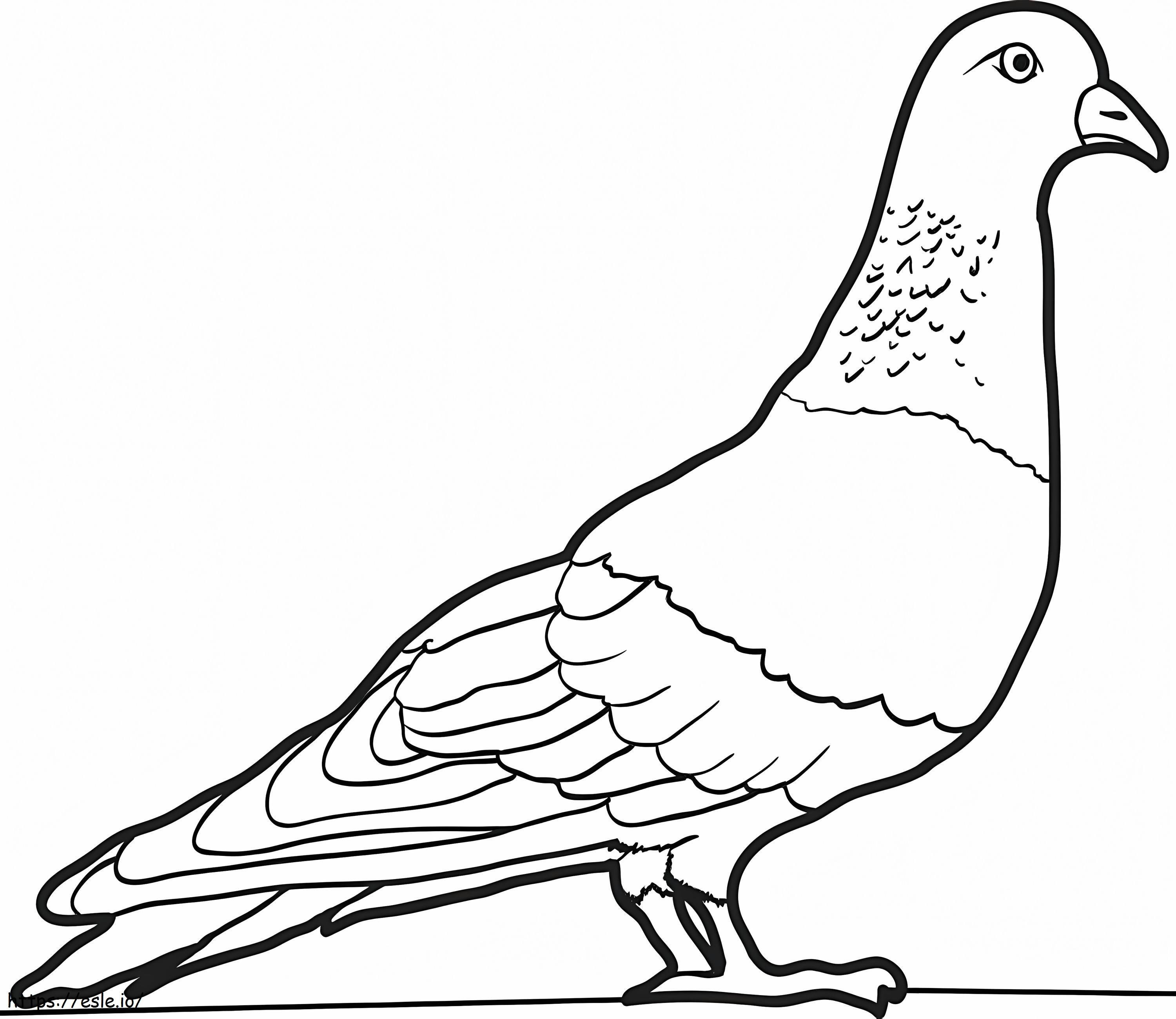 Pigeon 1 coloring page