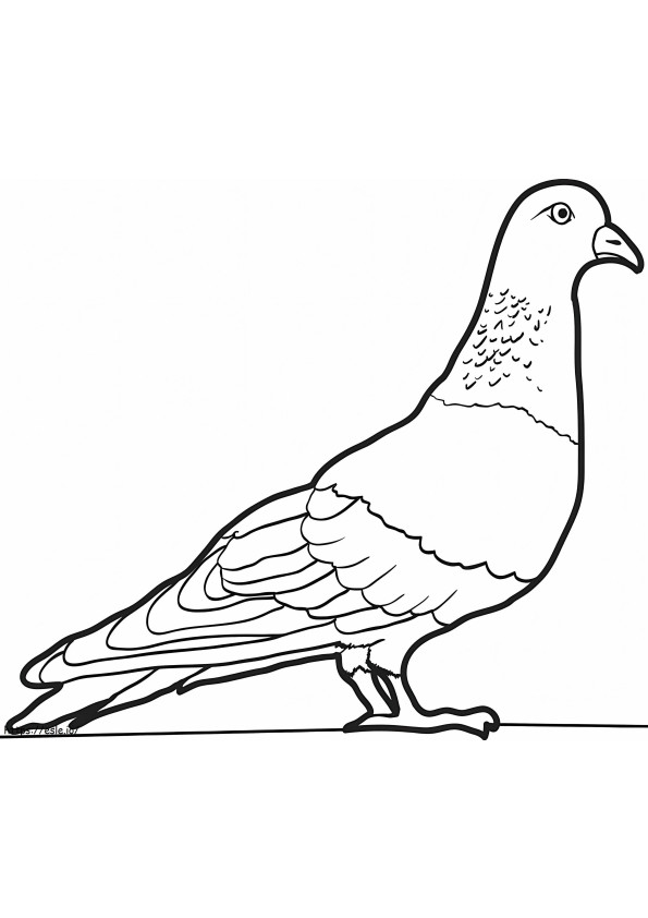 Coloriage Pigeon 1 à imprimer dessin