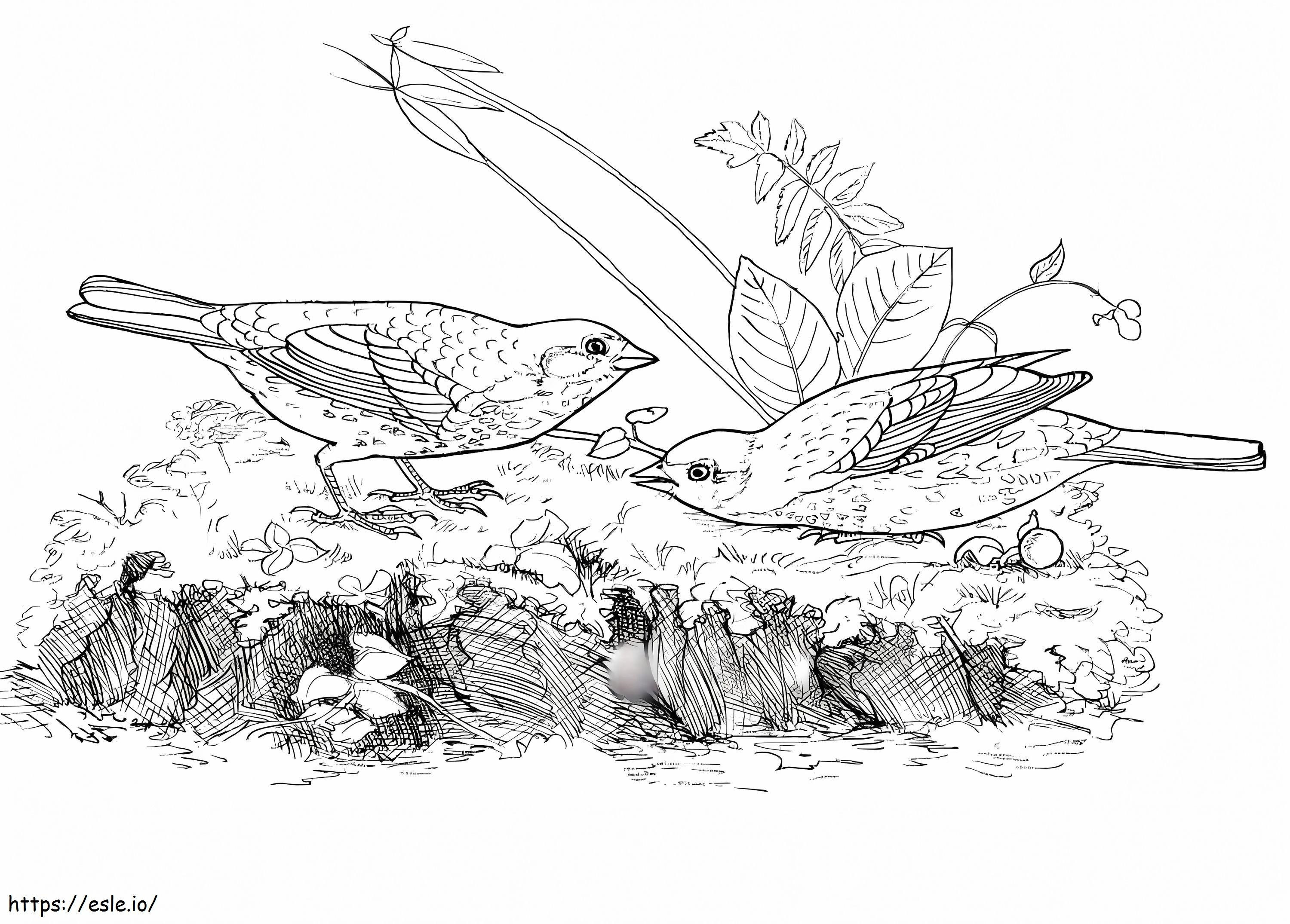 Fox Sparrows coloring page