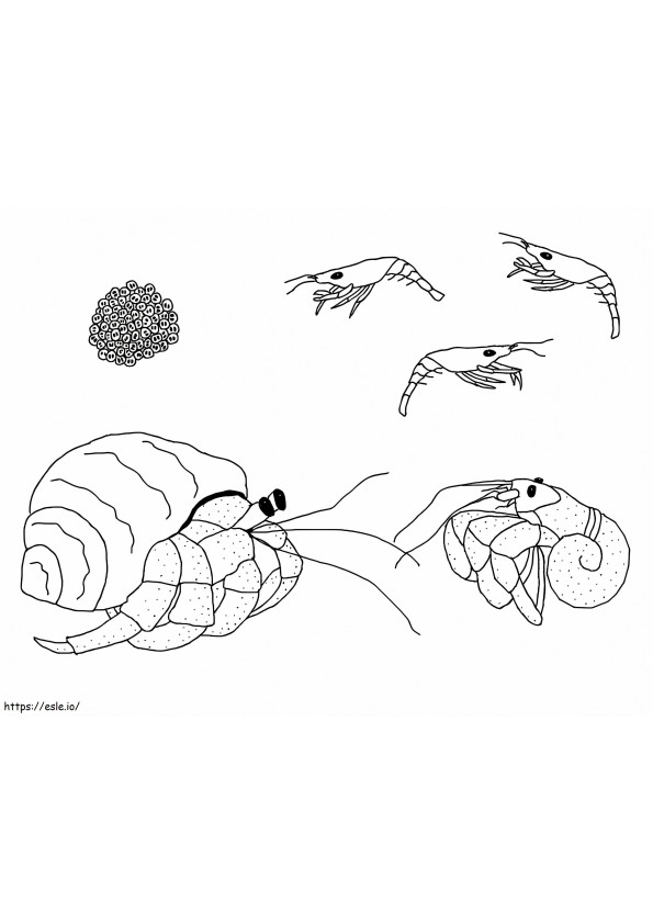 Coloriage Bernard-l'ermite et crevettes à imprimer dessin