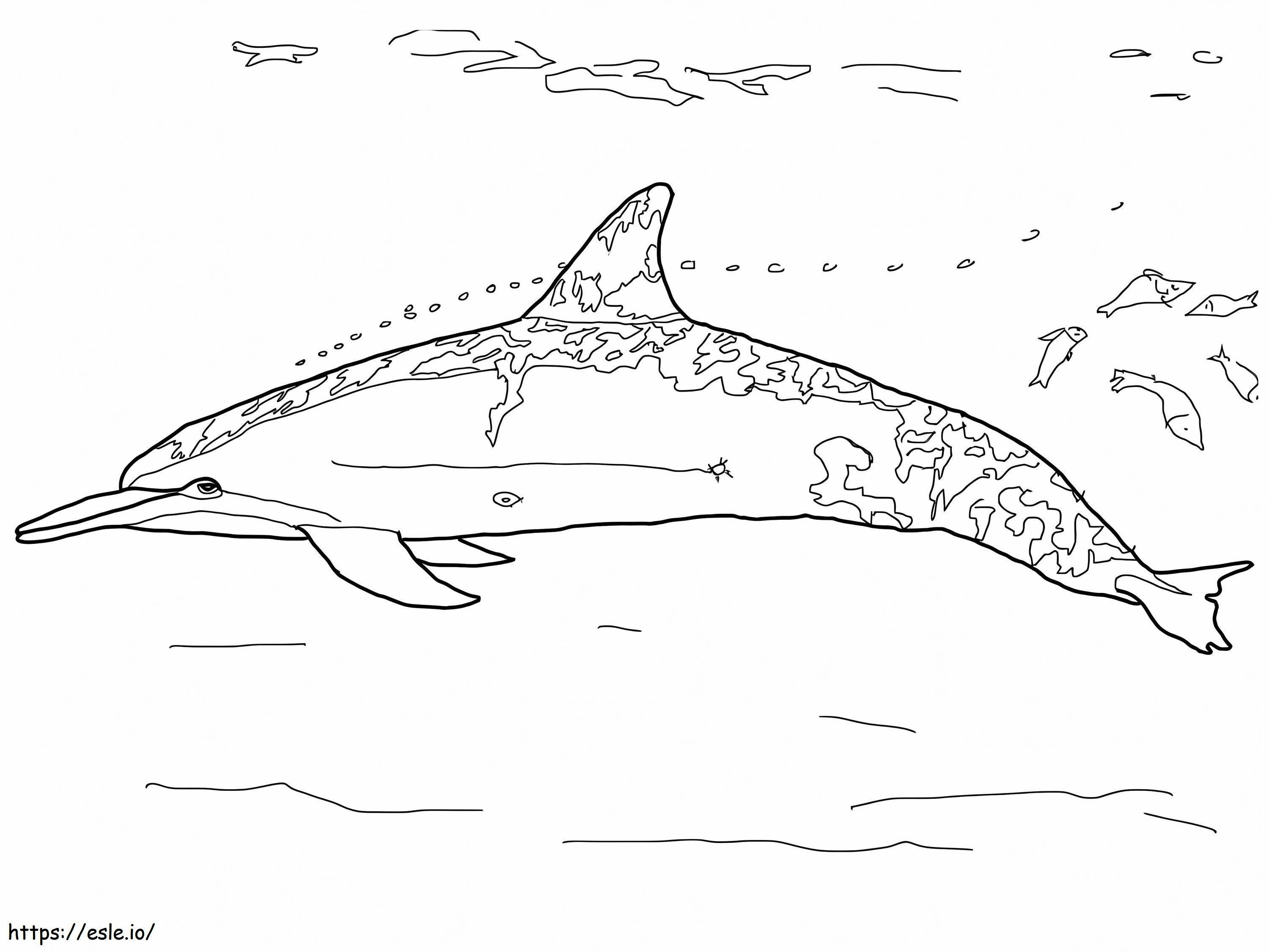 Dauphin A Long Bec coloring page