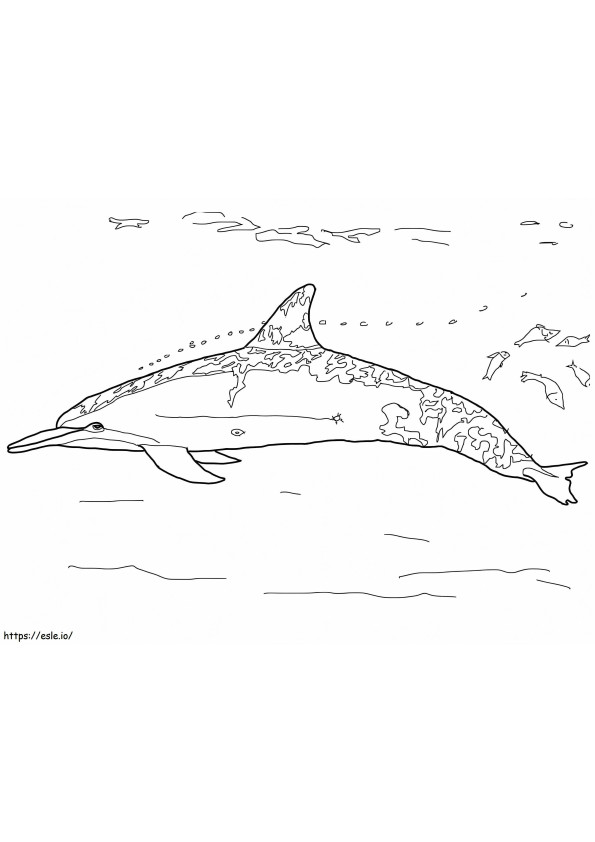 Dauphin A Long Bec coloring page