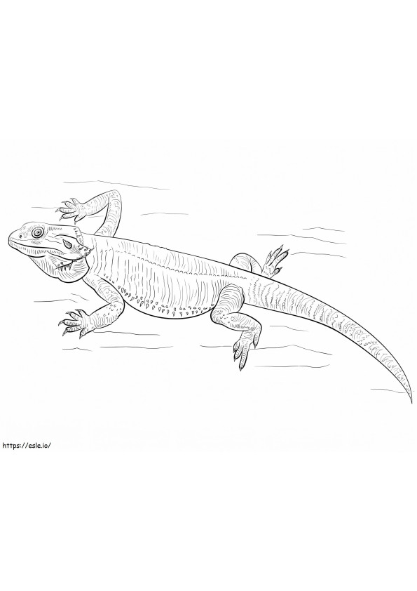 Free Bearded Dragon coloring page