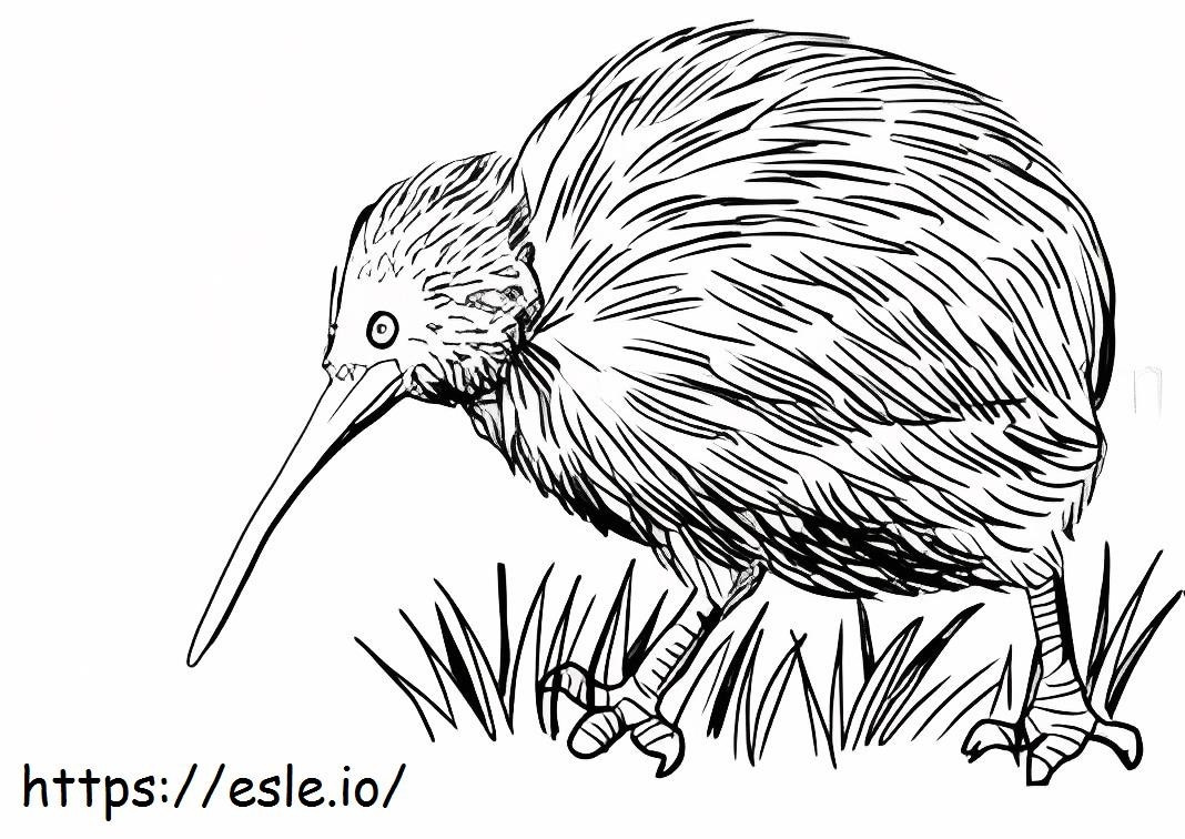 Pasăre Kiwi realistă de colorat