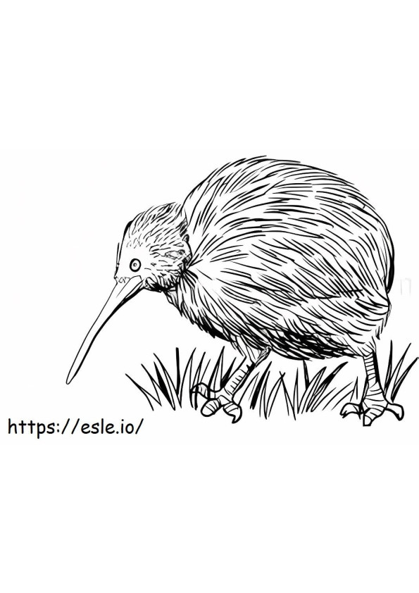 Pasăre Kiwi realistă de colorat