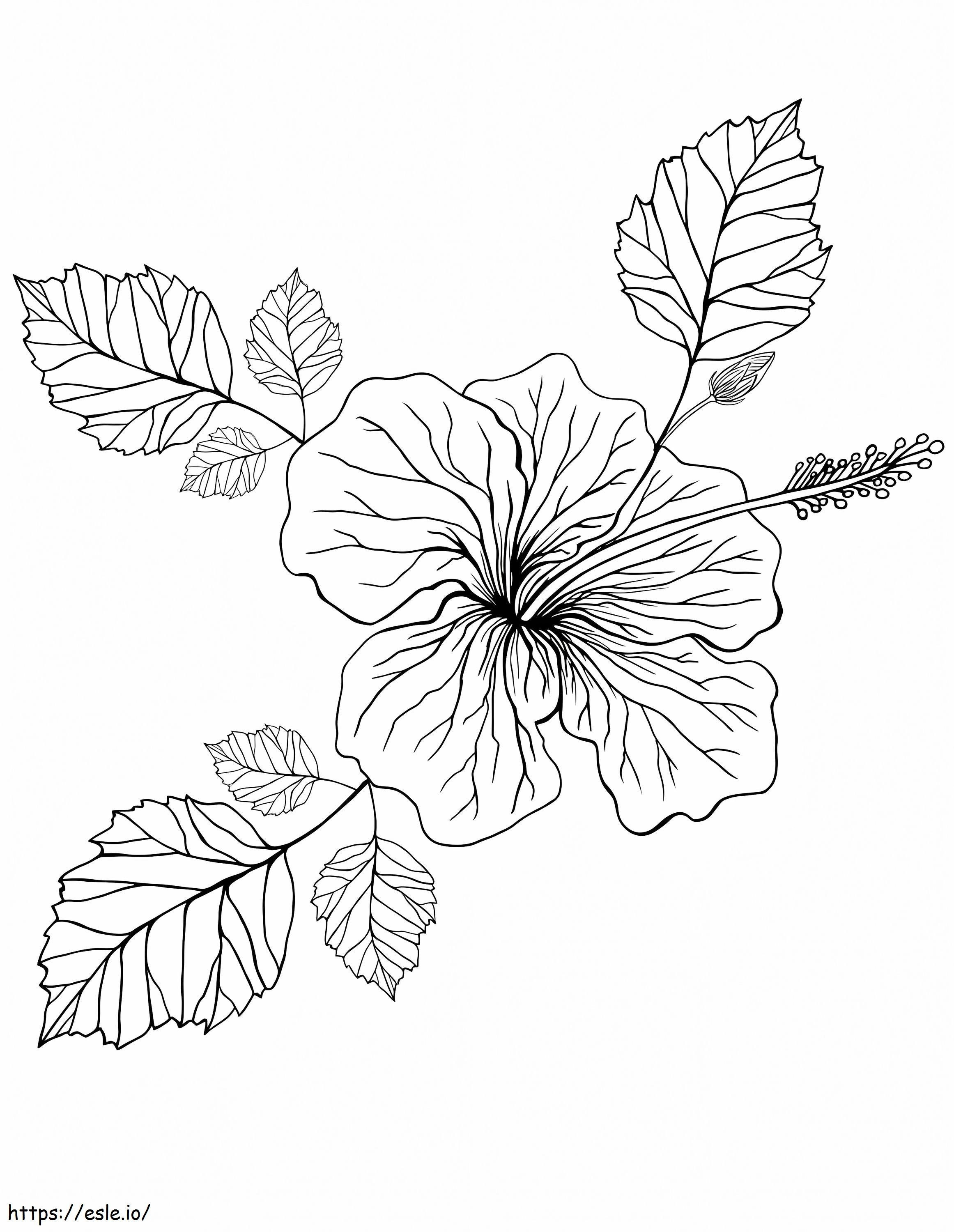 Flor de Hibisco 12 para colorir