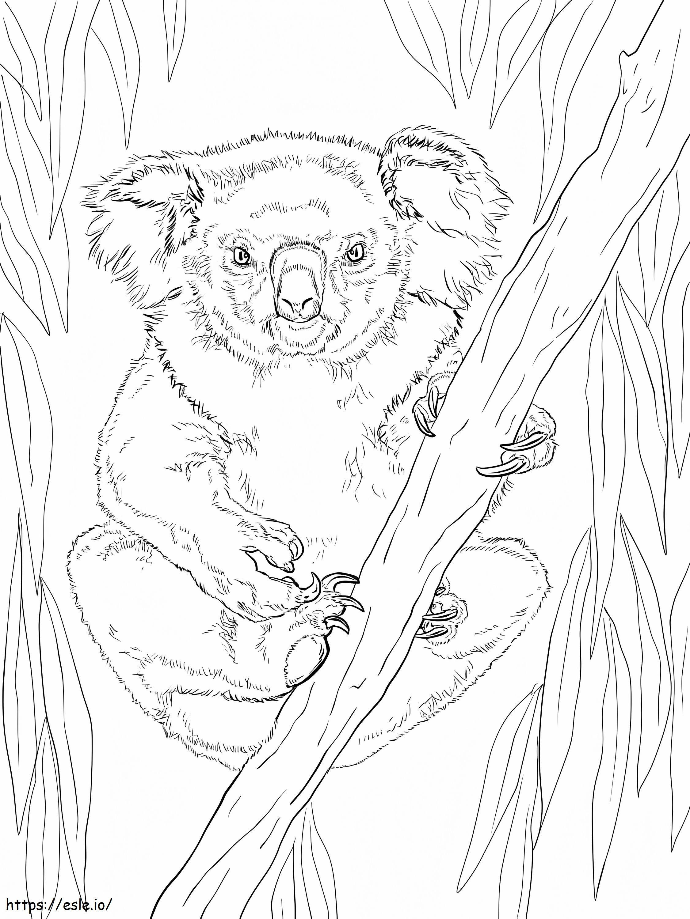 Vrouwelijke koala kleurplaat kleurplaat