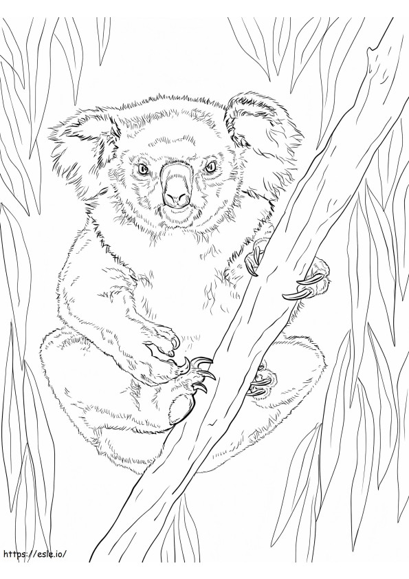 Vrouwelijke koala kleurplaat