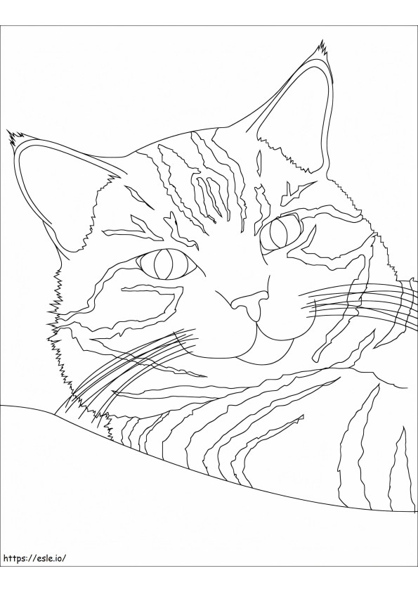 Tabby Cat värityskuva
