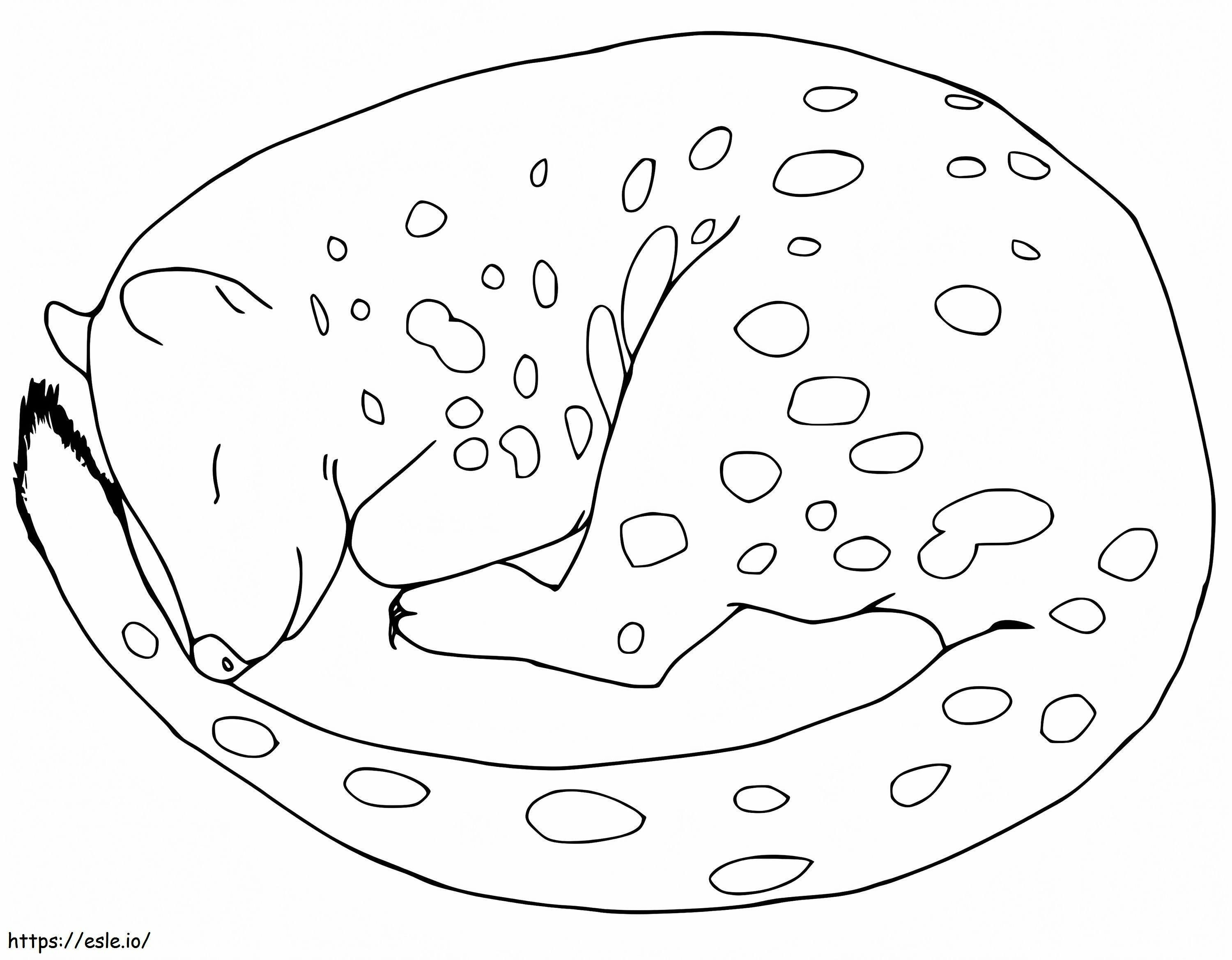 Quoll Sleeping coloring page