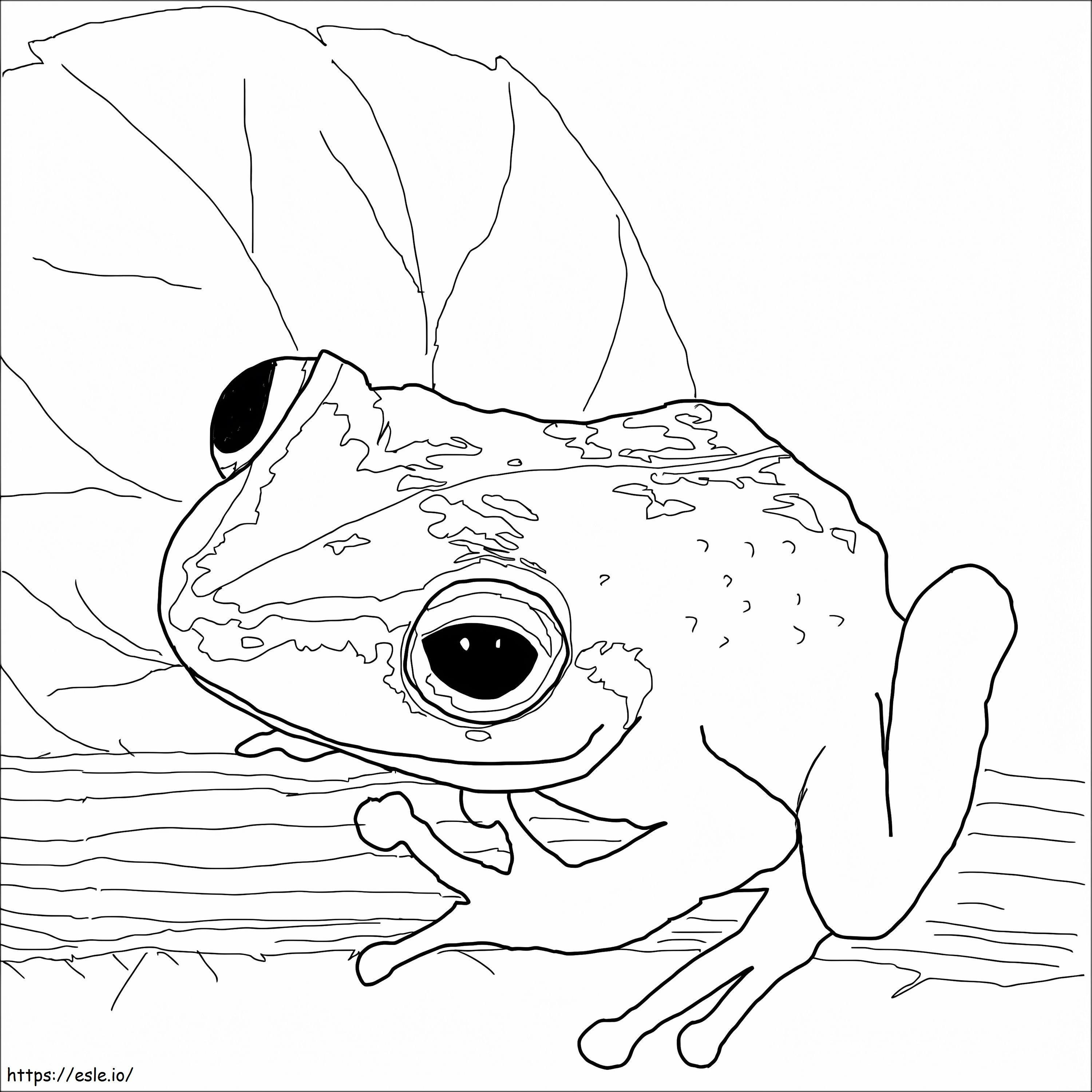 Coloriage Cuisiner la grenouille à imprimer dessin